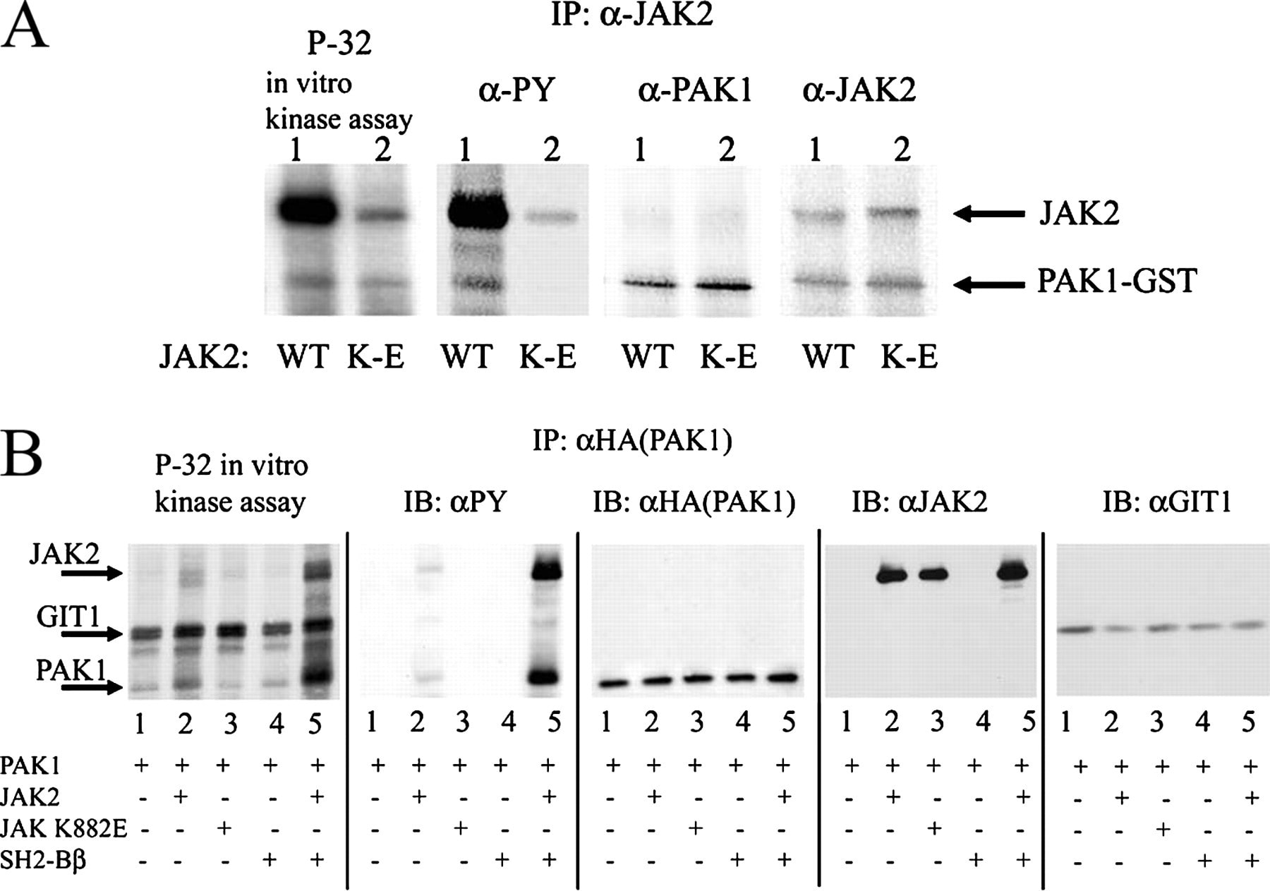 JAK2 Antibody in Western Blot (WB)