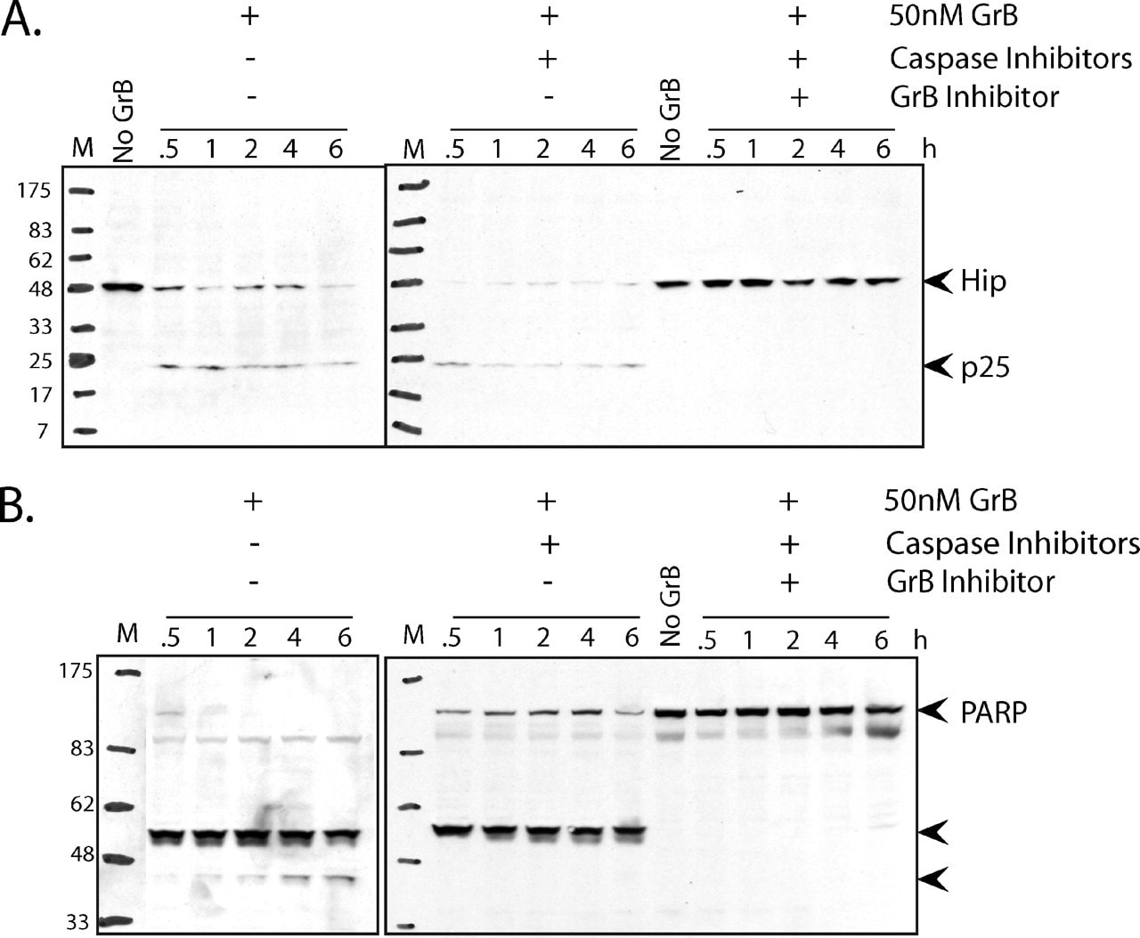 HIP Antibody in Western Blot (WB)