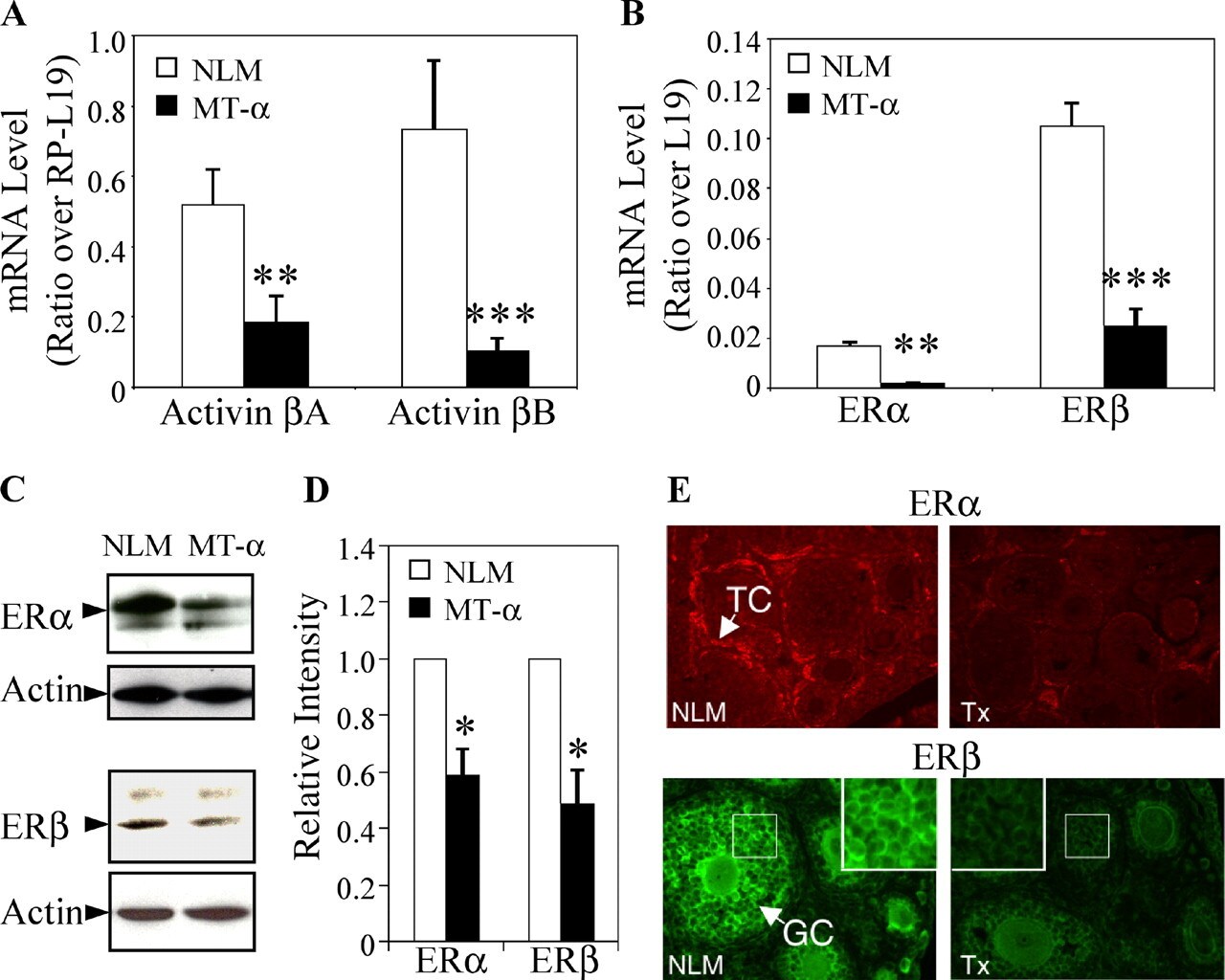 Estrogen Receptor beta Antibody in Western Blot (WB)