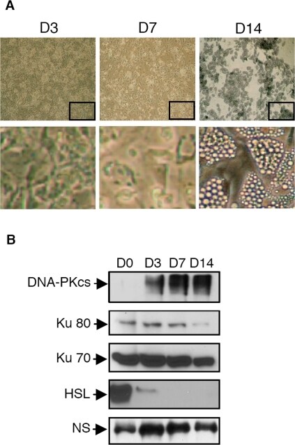 DNA-PK Antibody in Western Blot (WB)