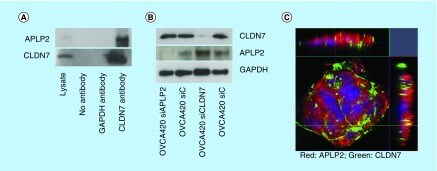 Claudin 7 Antibody in Western Blot, Immunocytochemistry, Immunoprecipitation (WB, ICC/IF, IP)