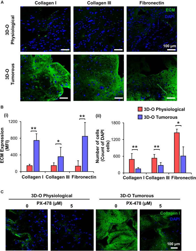 Collagen I Antibody in Immunocytochemistry (ICC/IF)