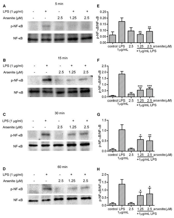 Phospho-NFkB p65 (Ser536) Antibody in Western Blot (WB)