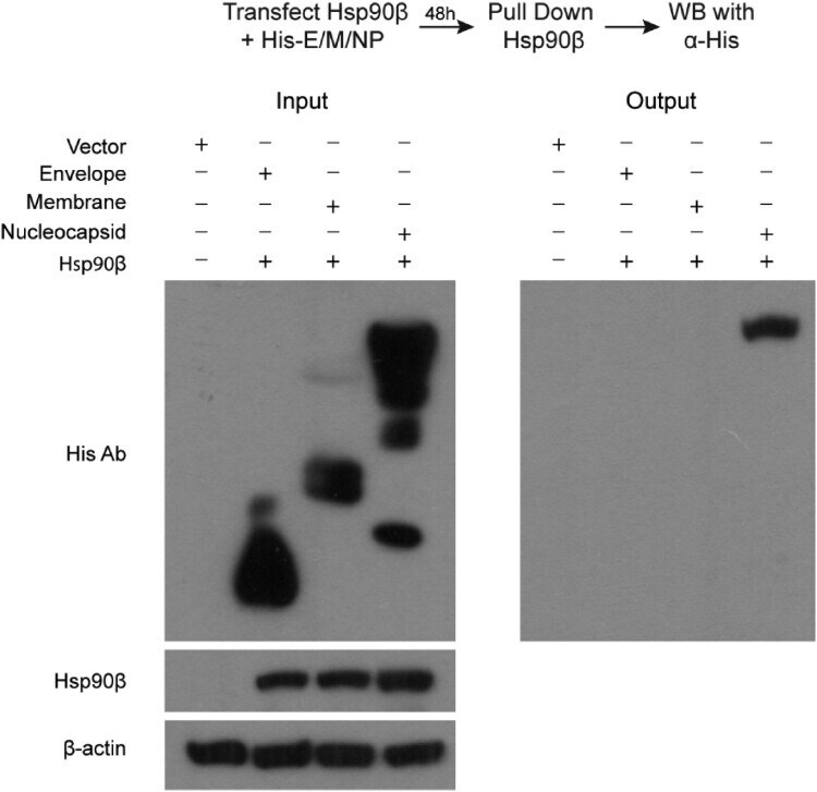 HSP90 beta Antibody in Western Blot, Immunoprecipitation (WB, IP)