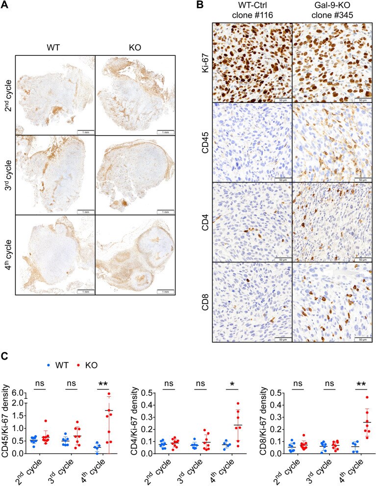 CD4 Antibody in Immunohistochemistry (IHC)