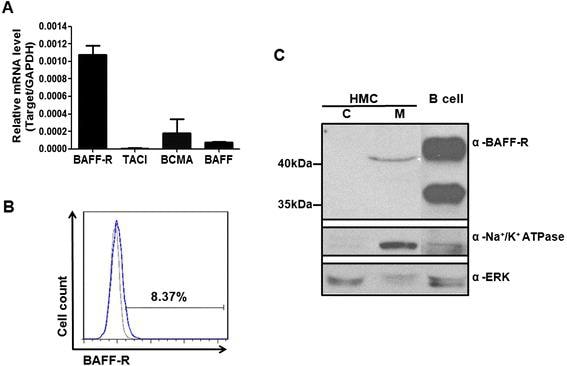 CD268 (BAFF Receptor) Antibody in Flow Cytometry (Flow)