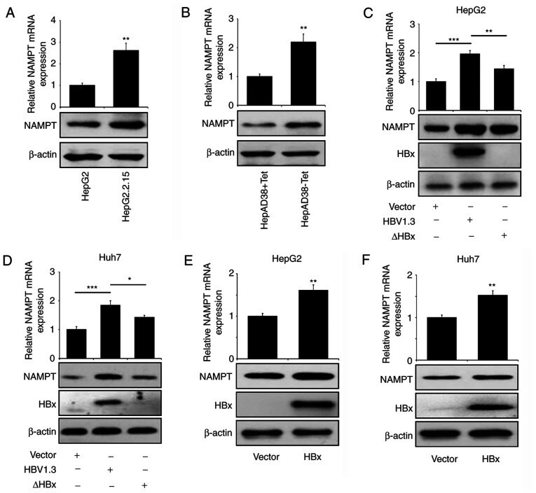 Hepatitis B Virus X Antibody (MA1-081)