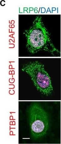 Mouse IgG (H+L) Cross-Adsorbed Secondary Antibody in Immunocytochemistry (ICC/IF)