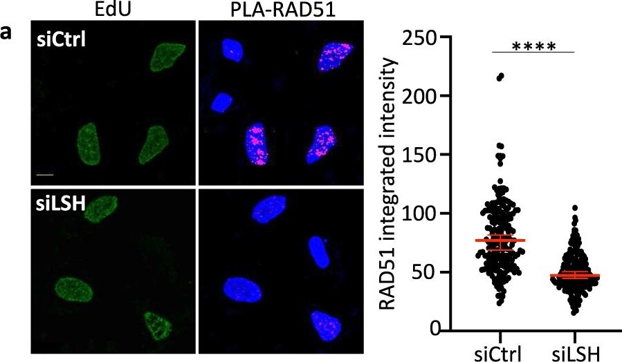 Rabbit IgG (H+L) Highly Cross-Adsorbed Secondary Antibody in Proximity Ligation Assay (PLA) (PLA)