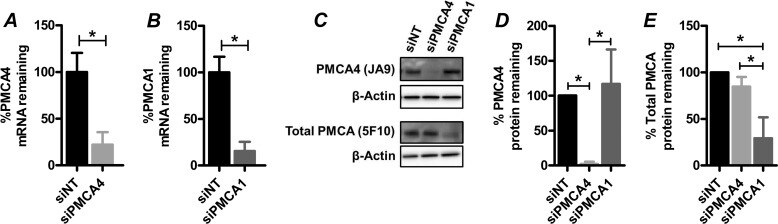 PMCA4 ATPase Antibody
