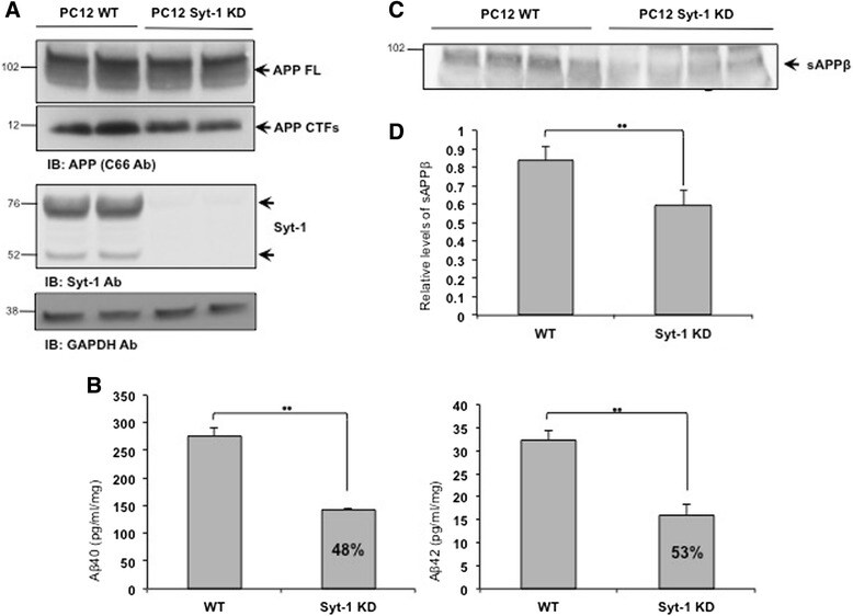 Synaptotagmin 1 Antibody