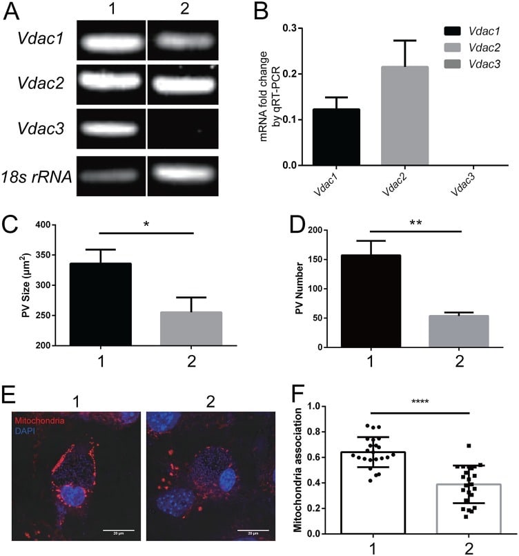 VDAC Antibody