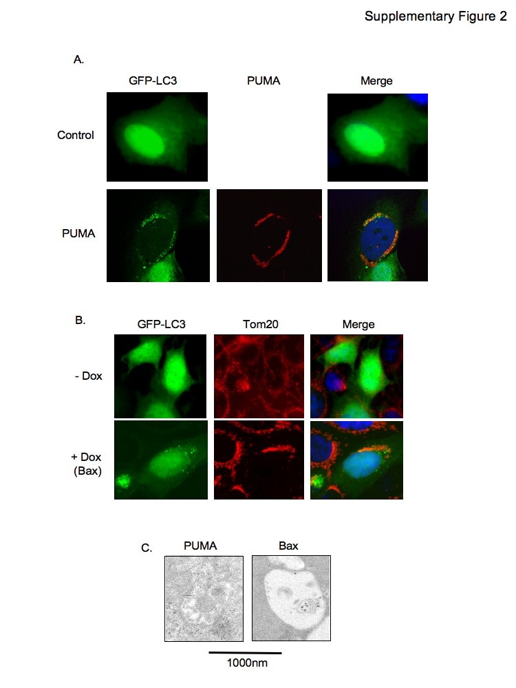 Oxphos Complex Iv Subunit Iv Antibody A