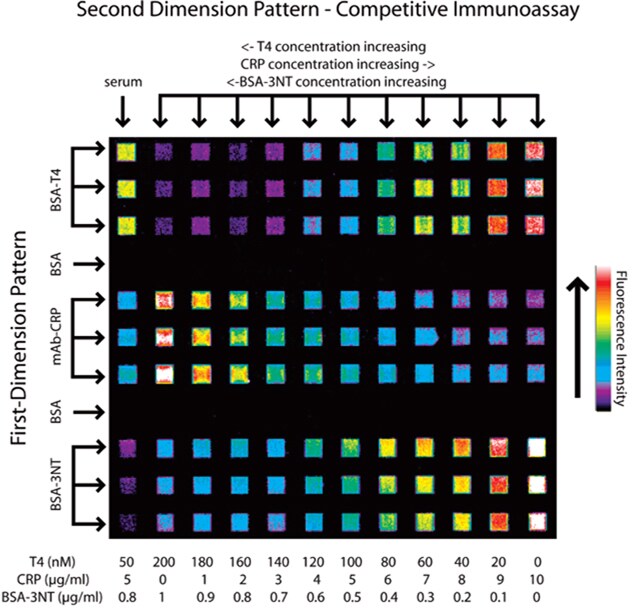 Nitrotyrosine Antibody in Radioimmune assays, Competition assay (RIA, CA)