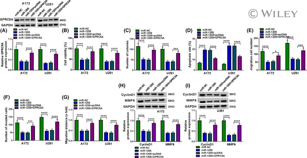 Cyclin D1 Antibody in Western Blot (WB)