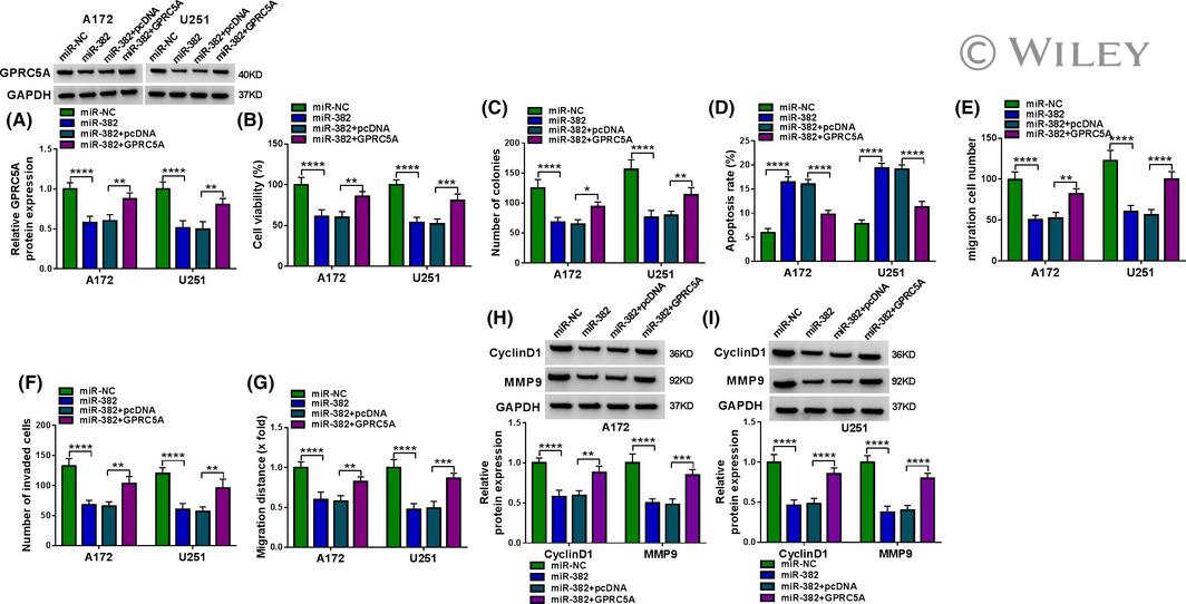 Cyclin D1 Antibody in Western Blot (WB)