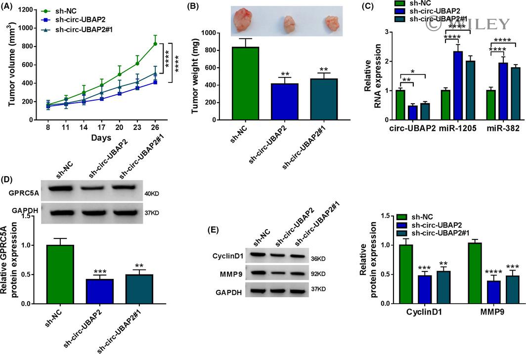 Cyclin D1 Antibody in Western Blot (WB)