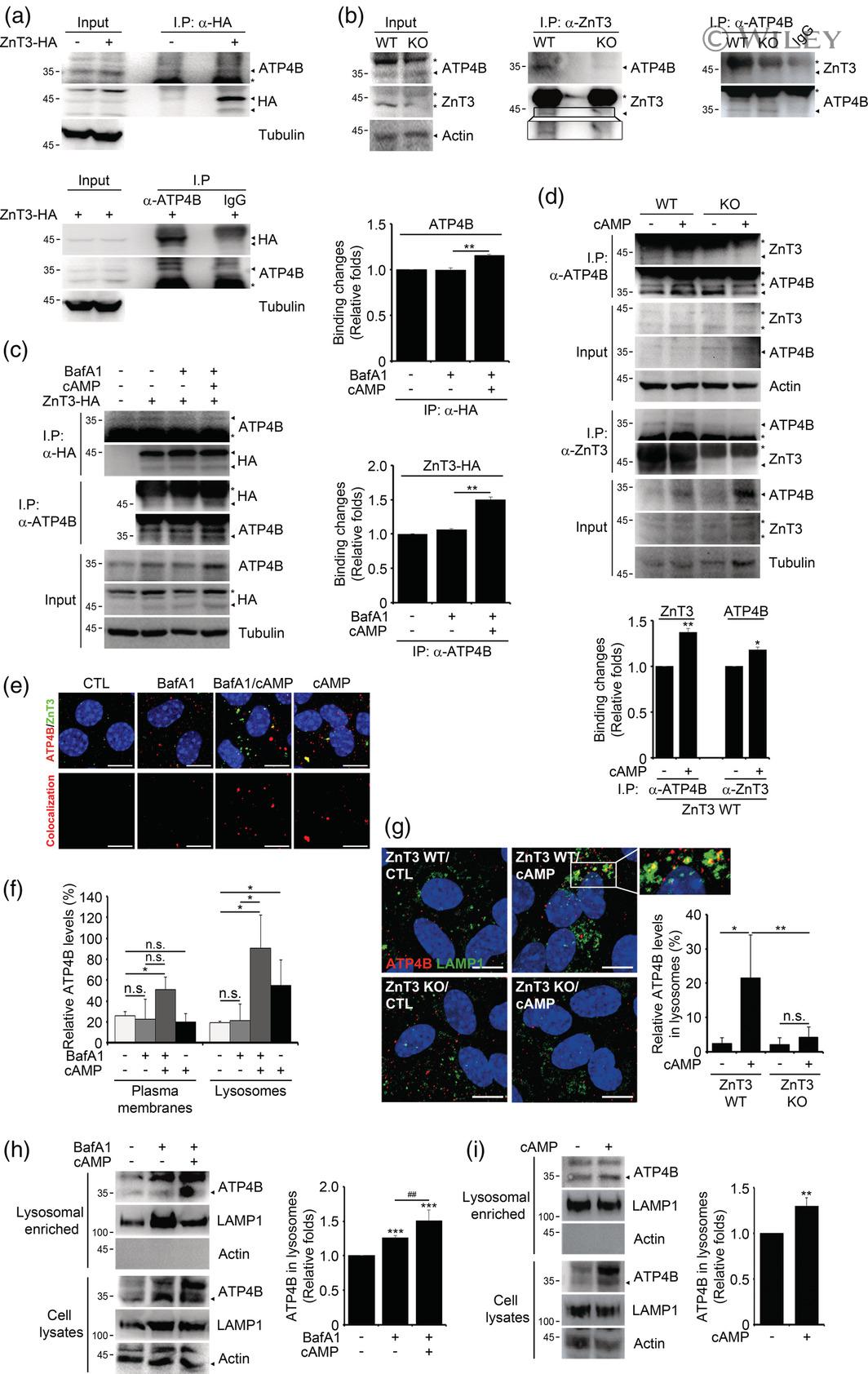 ATP4B Antibody in Western Blot (WB)