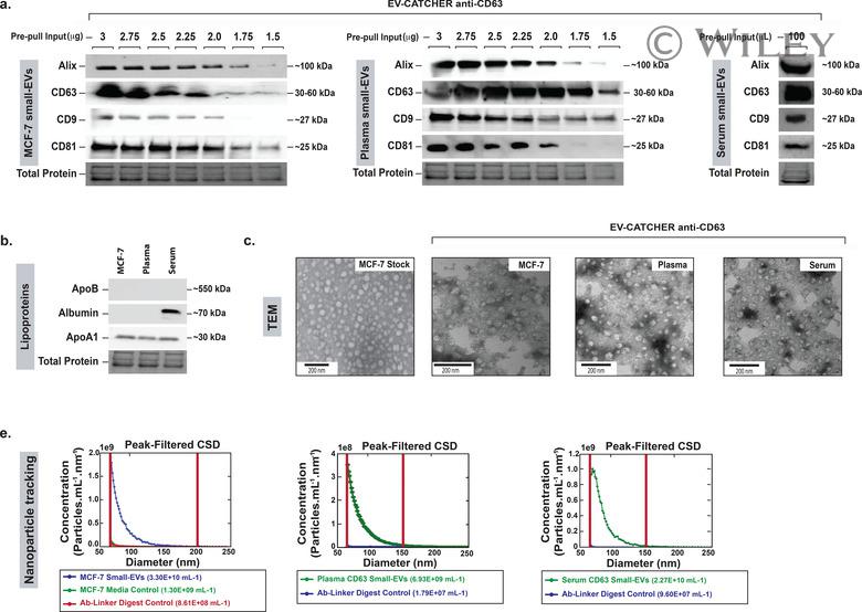 Alix Antibody in Western Blot (WB)