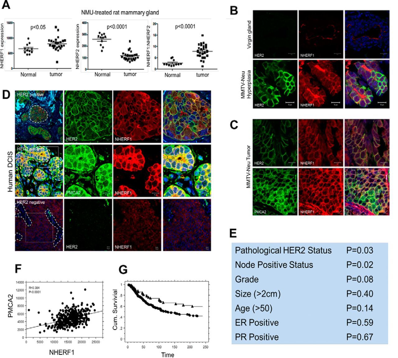 PMCA2 ATPase Antibody in Immunocytochemistry (ICC/IF)