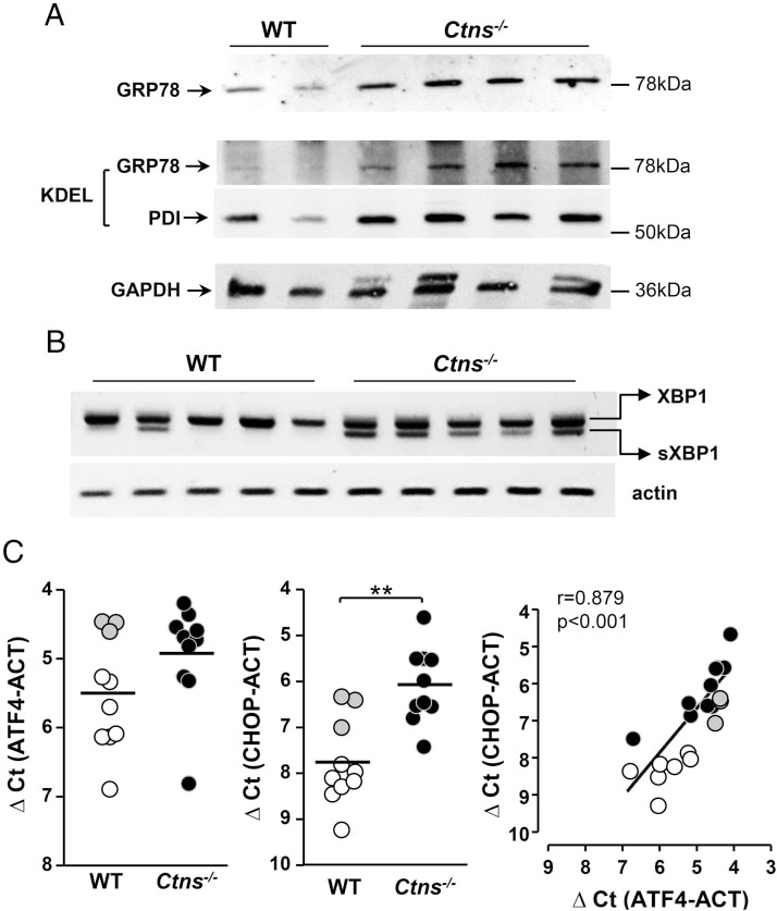 GRP78 Antibody in Western Blot (WB)