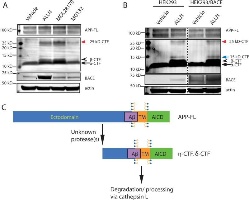 BACE1 Antibody in Western Blot (WB)