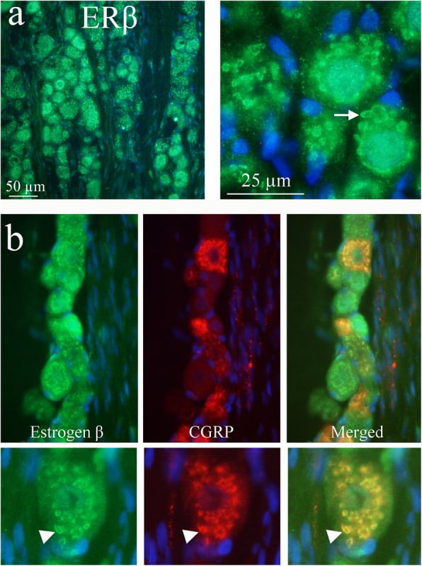 Estrogen Receptor beta Antibody in Immunohistochemistry (IHC)