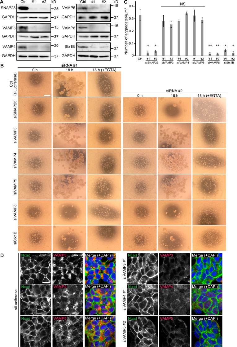 VAMP4 Antibody in Western Blot, Immunocytochemistry (WB, ICC/IF)