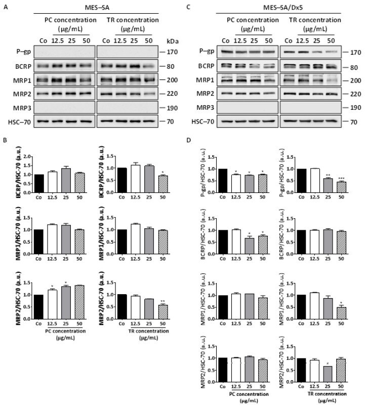 P-Glycoprotein Antibody in Western Blot (WB)