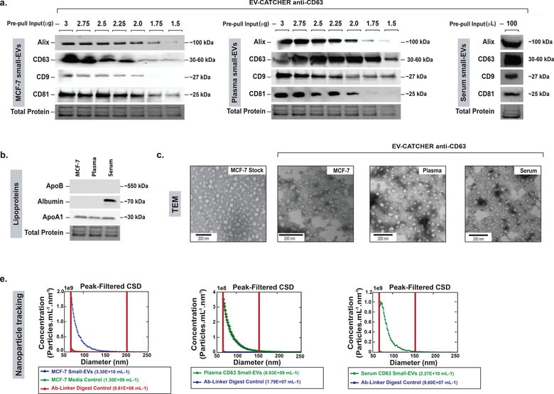 Alix Antibody in Western Blot (WB)