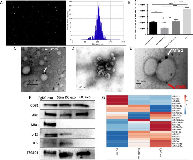 Alix Antibody in Western Blot (WB)