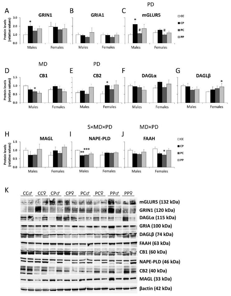 Phospho-GluR1 (Ser845) Antibody in Western Blot (WB)