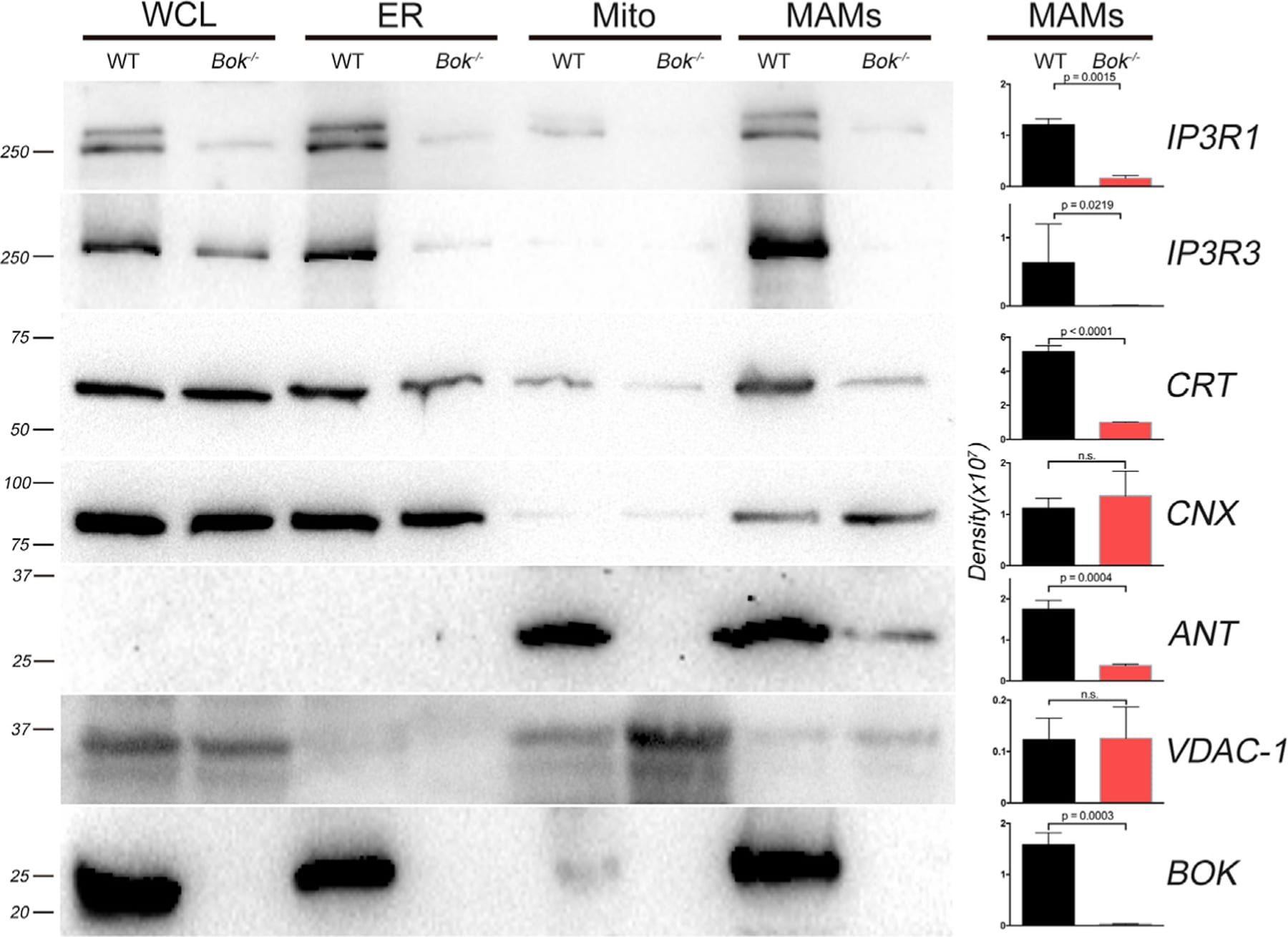 VDAC Antibody in Western Blot (WB)