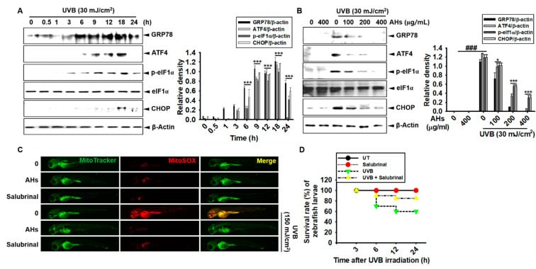 GRP78 Antibody in Western Blot (WB)