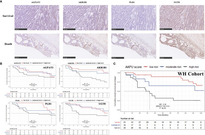 UGT8 Antibody in Immunohistochemistry (IHC)