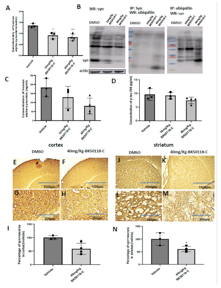 alpha Synuclein Antibody in Western Blot, Immunohistochemistry, Immunoprecipitation (WB, IHC, IP)