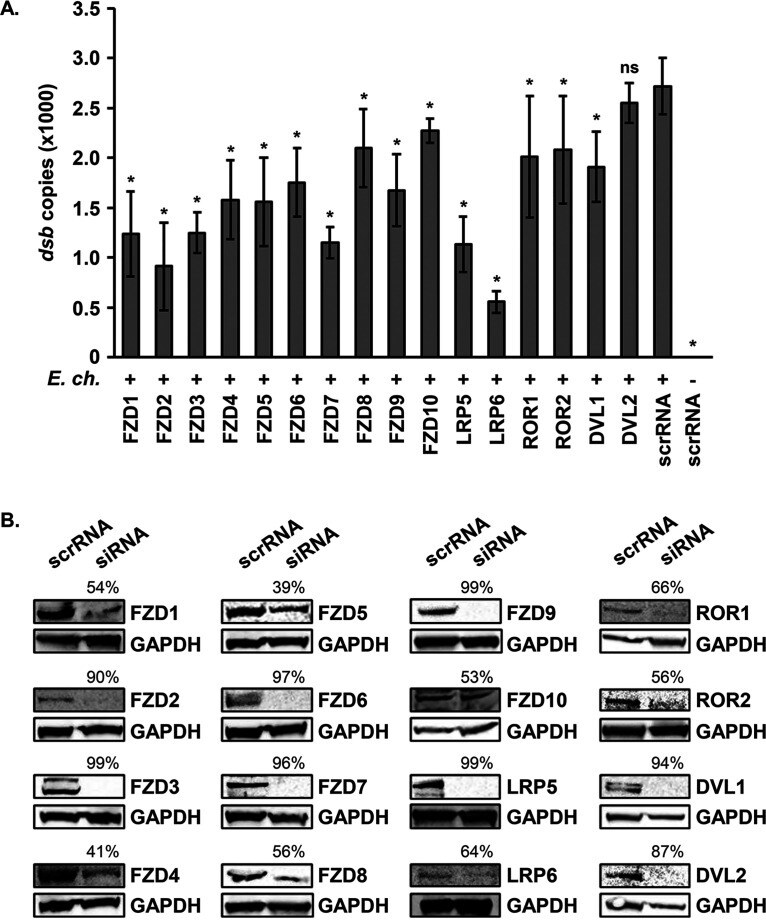 FZD6 Antibody in Western Blot (WB)