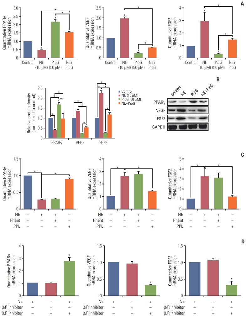 FGF2 Antibody in Western Blot (WB)