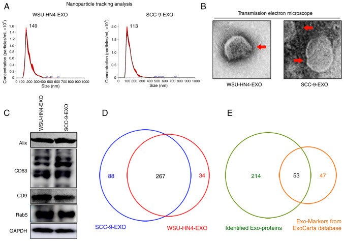 Alix Antibody in Western Blot (WB)