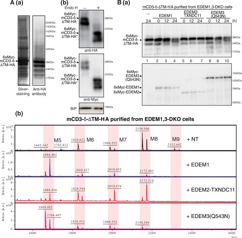 GRP78 Antibody in Western Blot (WB)