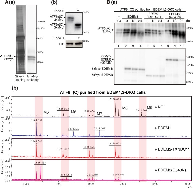 GRP78 Antibody in Western Blot (WB)