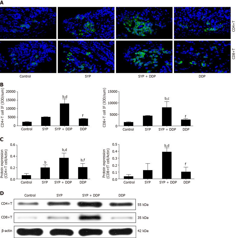 CD4 Antibody in Western Blot (WB)