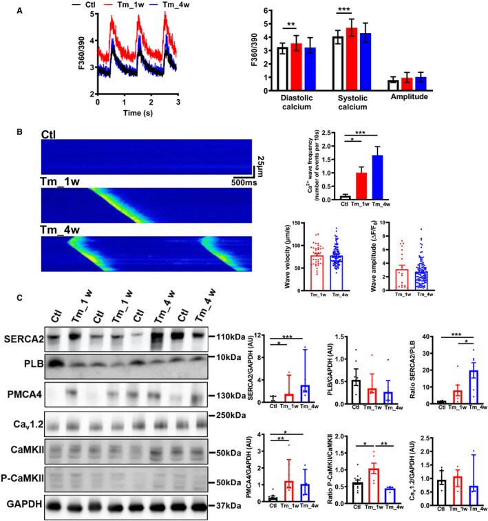 PMCA4 ATPase Antibody in Western Blot (WB)