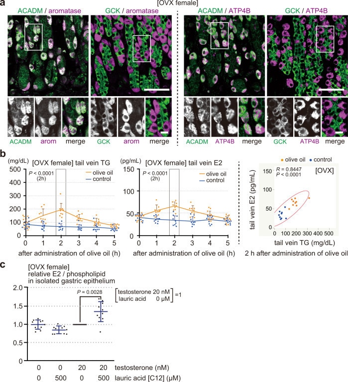 ATP4B Antibody in Immunohistochemistry (IHC)