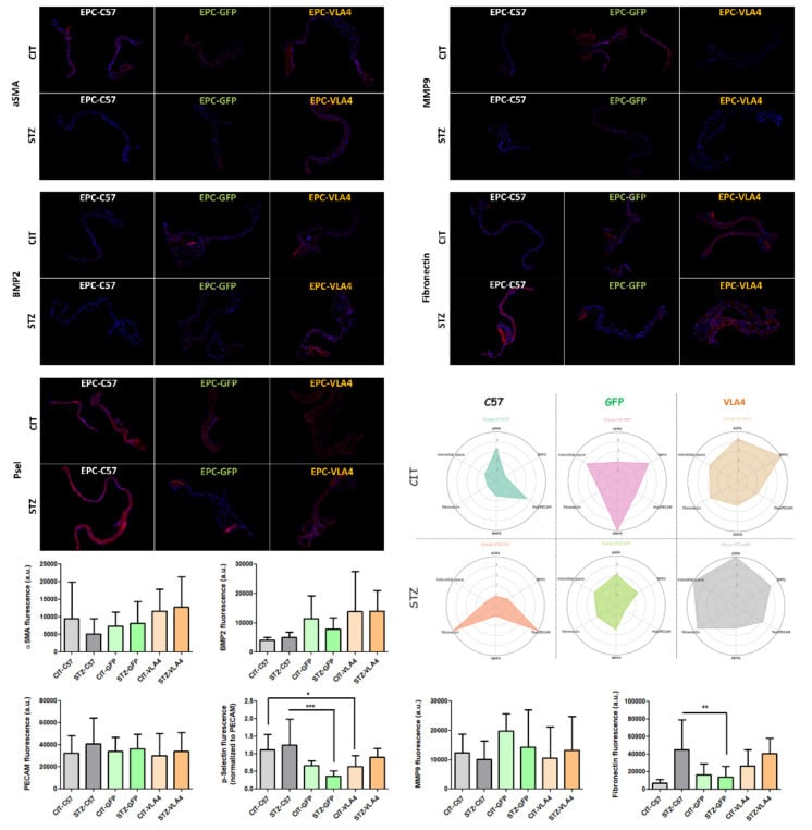 BMP-2 Antibody in Immunohistochemistry (IHC)