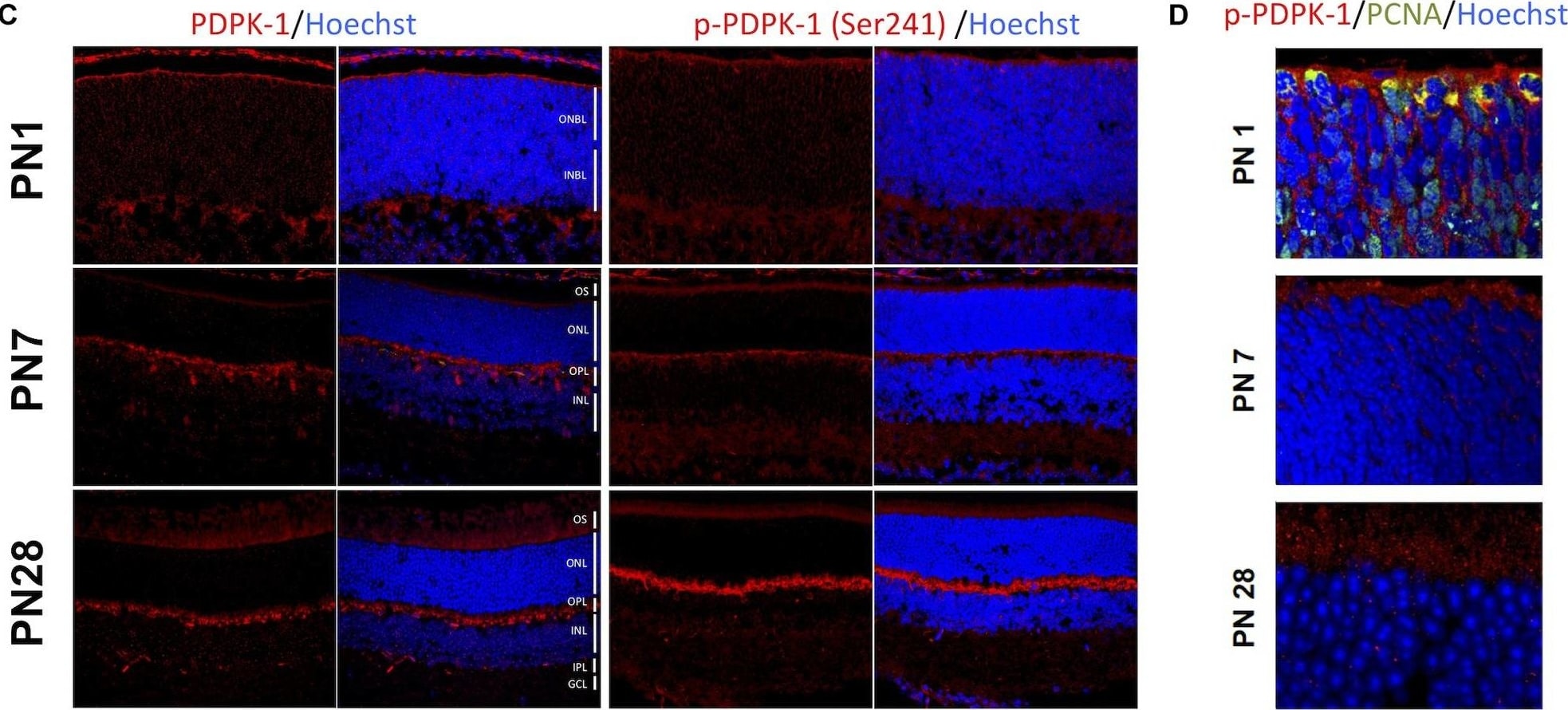 Mouse IgG (H+L) Cross-Adsorbed Secondary Antibody in Immunohistochemistry, Immunohistochemistry (PFA fixed) (IHC, IHC (PFA))