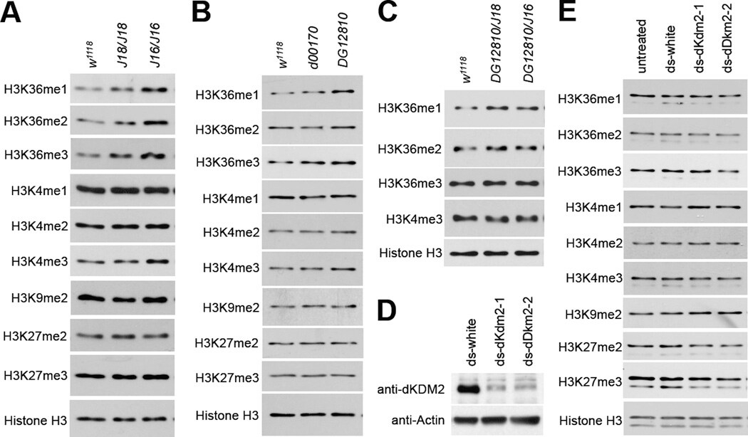 Actin Antibody Ma5 11869