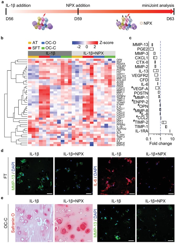 IL-6 Antibody in Immunohistochemistry (IHC)