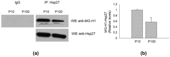 HSP27 Antibody in Western Blot, Immunoprecipitation (WB, IP)
