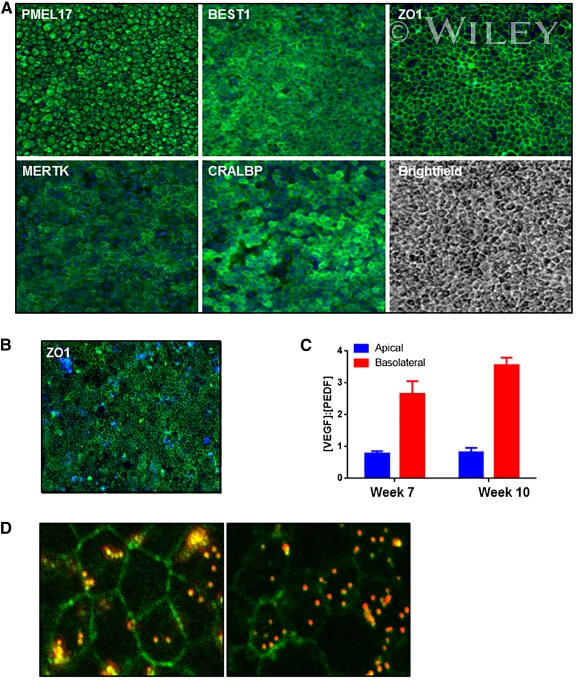 CRALBP Antibody in Immunocytochemistry (ICC/IF)